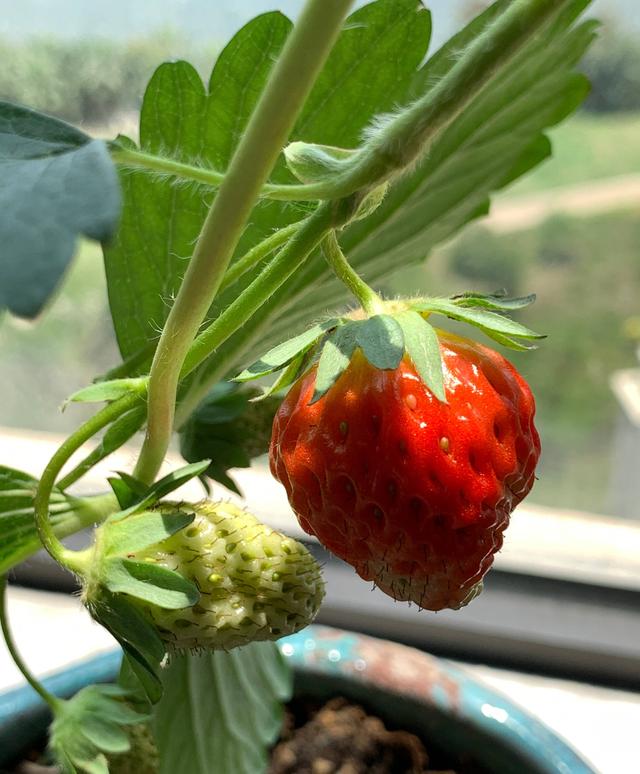 草莓盆栽怎么养，各种盆栽草莓的种植方法（家庭盆栽草莓的种植方法）
