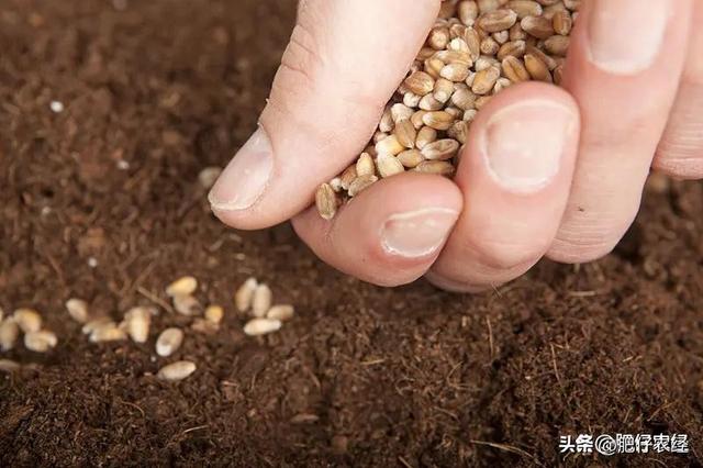 小麦的种植时间是什么时候呢，小麦播种即将开始