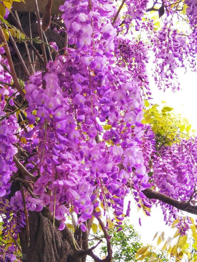 紫藤花的寓意是什么，林疑彩凤来。流霞绛紫虹叠瀑
