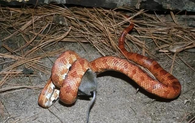 女子入厕大便全程遭拍，常州1女子当街大便