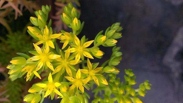 花卉图片及名称大全，常见绿植花卉及名称大全（100种常见花图鉴）