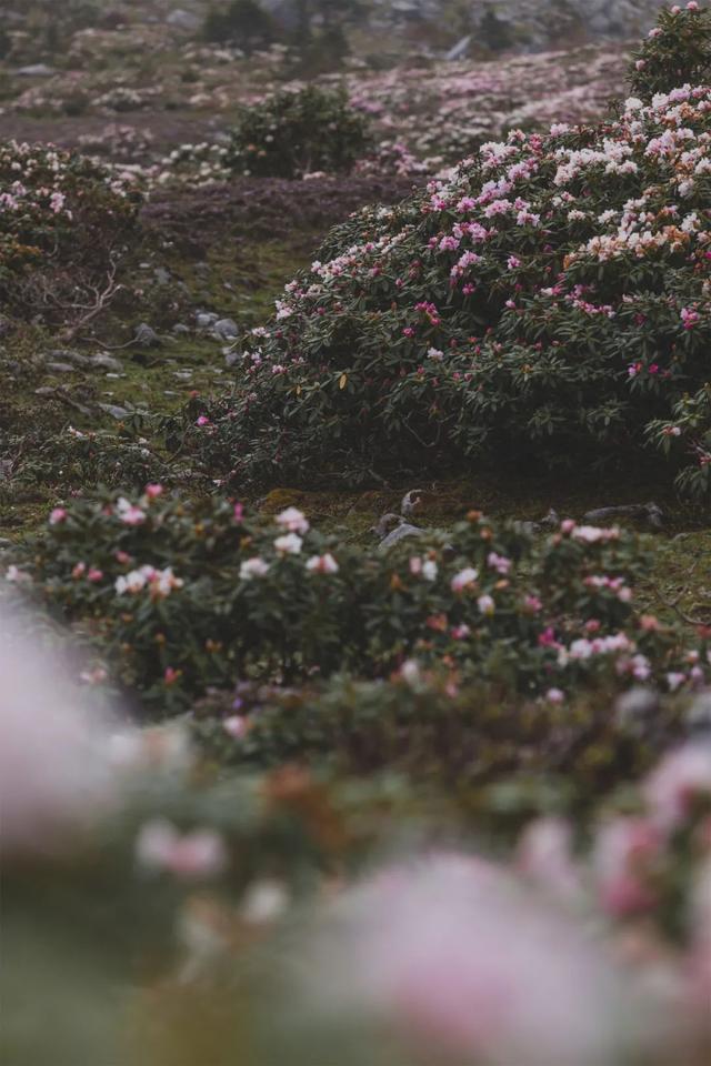 那个不为人知的故事 玉龙雪山，《那个不为人知的故事》超级好看