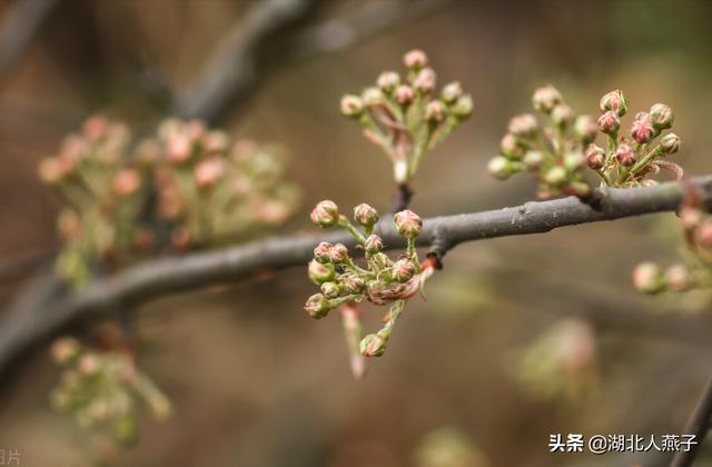 可以吃的野菜种类大全，教你认识不同的野菜和吃法