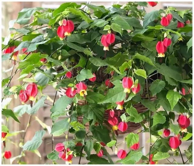 什么花好看又好养，开花好看又好养的花卉（种一盆好看又好养）