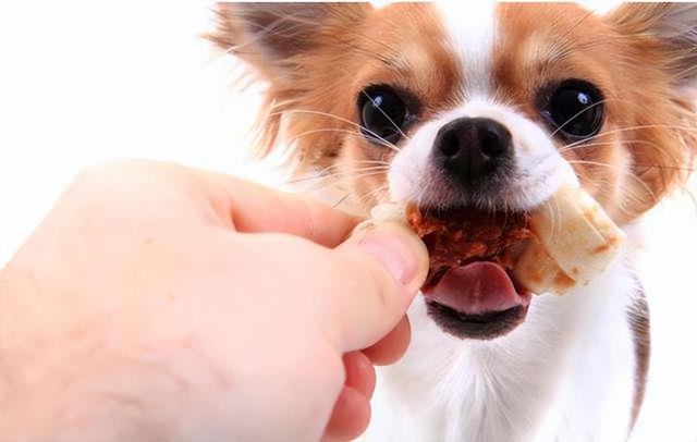 狗狗能吃什么东西，狗狗能吃的食物有哪些