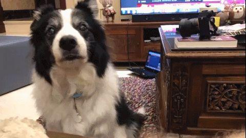 边牧和串串的狗哪个好养，毛毛宠城堡新宠