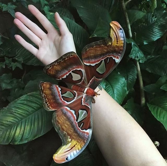 世界上十大最奇怪昆虫，花螳螂被认为是最美丽的昆虫