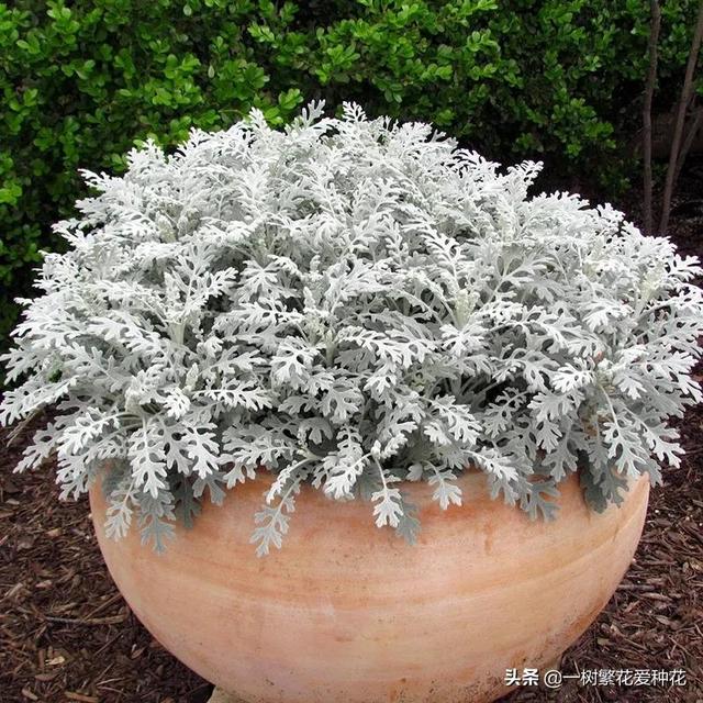 适合庭院养的草花，25种观赏草观叶赏花