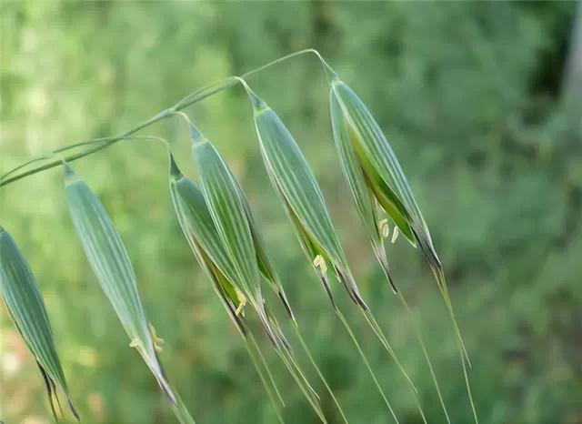 花卉图片及名称大全，常见绿植花卉及名称大全（100种常见花图鉴）