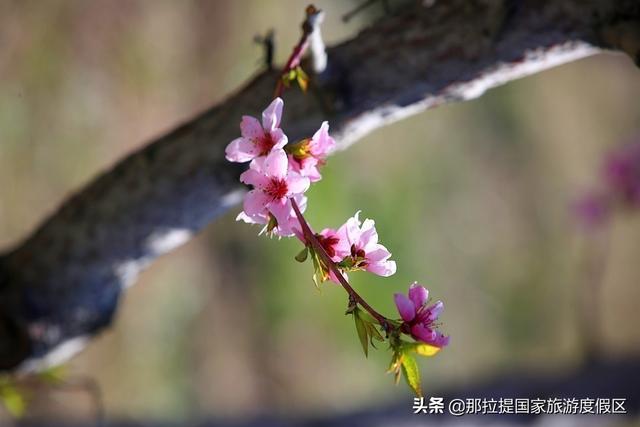 伊犁河谷最值得去的地方，伊犁河谷赏花攻略