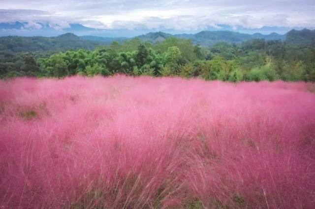 粉黛草向日葵彼岸花海...成都有多少惊喜，粉黛花海花期50天