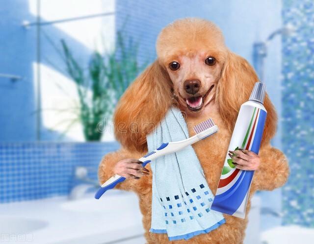 狗狗换牙顺序图解，狗狗的换牙期一般在几个月（狗狗换牙小知识，你知道几个）