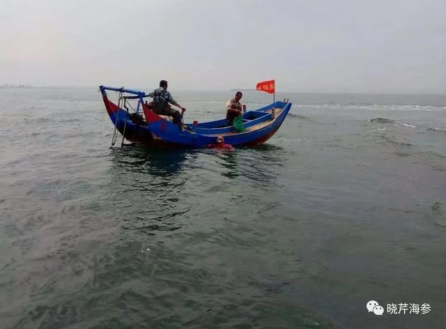 海参为什么越小越贵，为什么有的海参贵（海参便宜和贵的区别）