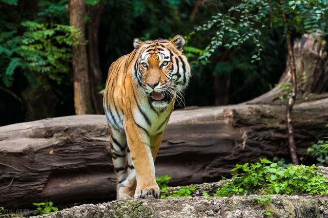 解读猫科知识，盘点猫科三位王者