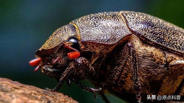 盘点童年玩过的十种昆虫，童年玩过的10种昆虫