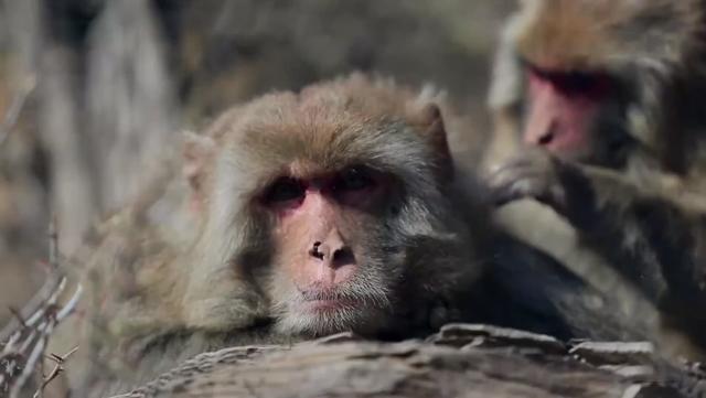 猴王争夺有多残酷，猴王争夺有多残忍
