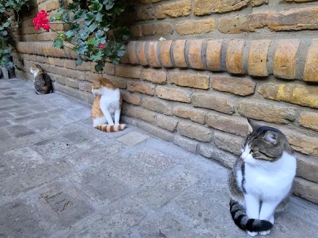 从猫咪的尾巴能看出什么，猫咪尾巴会说话