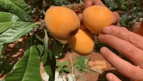 同样是大五星枇杷，四川米易枇杷几月成熟