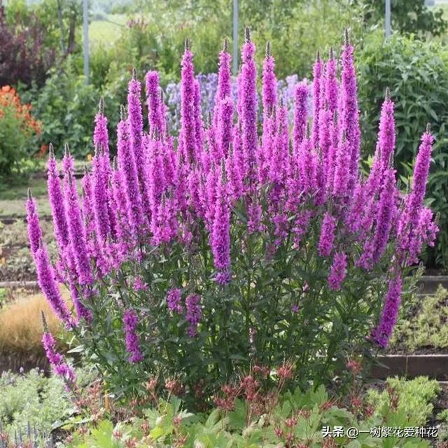 适合庭院养的草花，25种观赏草观叶赏花