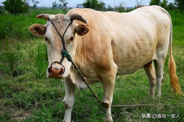 牛病防治知识100条，养殖肉牛最容易得这七种病