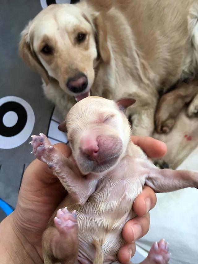 金毛犬一般几个月才会咬主人，“金毛”一生中有5个阶段