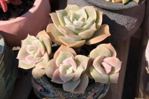 和玫瑰花很像的花，像玫瑰一样的多肉植物（多肉界的“小玫瑰”）