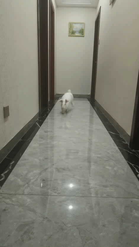 兔子开心的表现，怎么看兔子的情绪（关于我家兔子便秘胀气食欲不振的治愈记录）