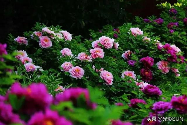 牡丹花花语，牡丹花的花语