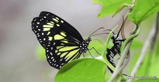 盘点童年玩过的十种昆虫，童年玩过的10种昆虫