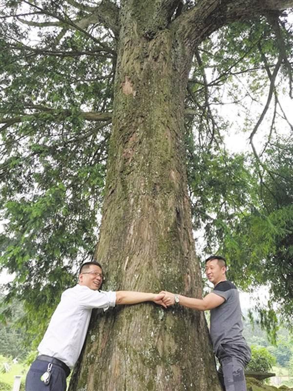 国家二级保护树种，有哪些是国家保护二级植物（这些植物是受国家保护的）