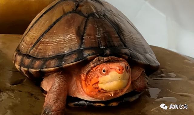 乌龟腐甲烂甲严重怎么治，是不是很想知道你的龟为什么会腐甲