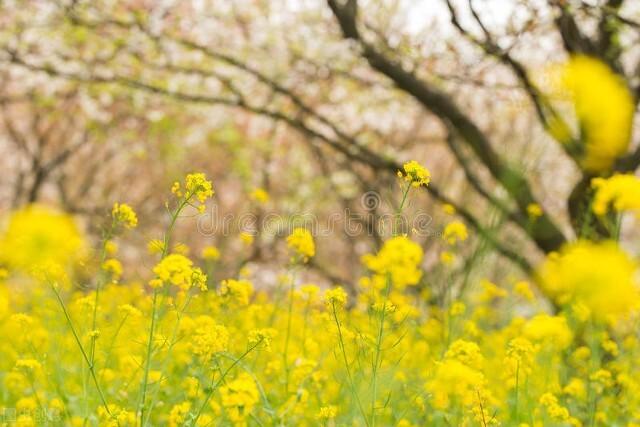 油菜花的18种吃法，高颜值的香菇油菜16种做法