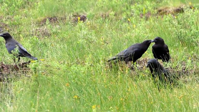 乌鸦为什么不吉利，乌鸦为什么被认为不吉祥的鸟（乌鸦在清朝被称为）