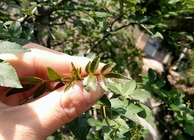 花椒芽怎么做好吃，花椒芽怎么吃好吃