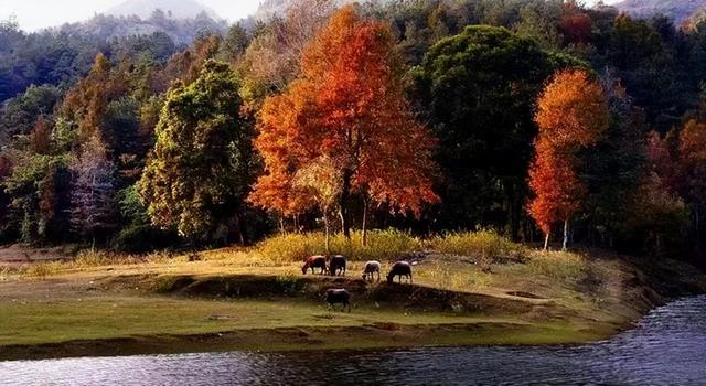 百色旅游攻略必玩的景点，百色红色旅游攻略必玩的景点（百色这七大红色旅游地你去过吗）