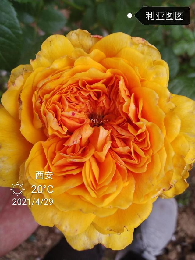 切花月季哪几个品种比较好，常见切花月季一览