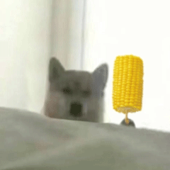 可爱小狗表情包，可爱表情包大全狗子