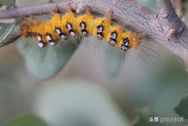盘点童年玩过的十种昆虫，童年玩过的10种昆虫