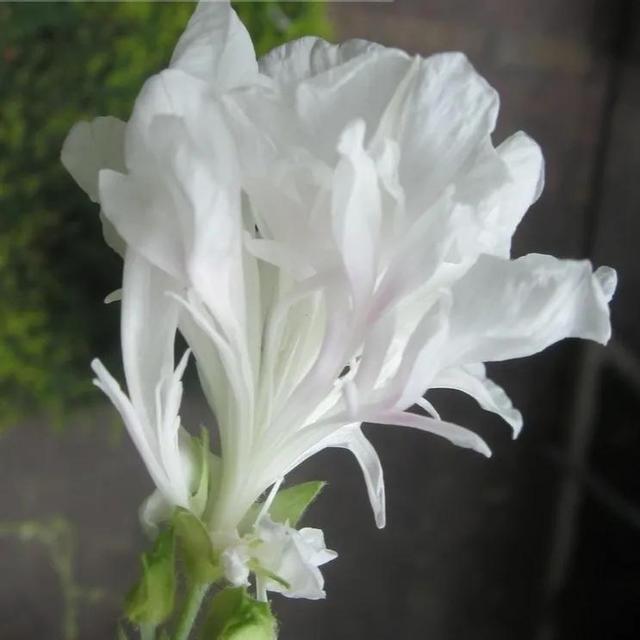 做梦也没想到牵牛花能开成这个样子，斗牛牛心脏（周公解梦：梦见这四种花草）