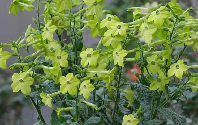 春天丛生的开花植物，50种花春天播种