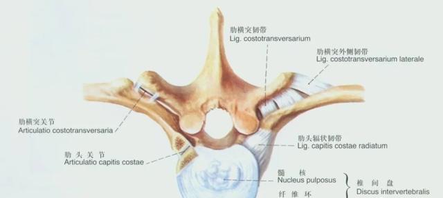 后纵韧带解剖图，颈椎的韧带有哪些