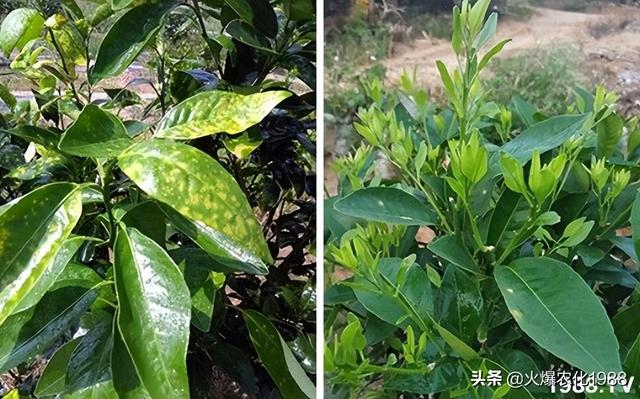 柑橘溃疡病的识别与防控，柑橘溃疡病识别及综合防控技术