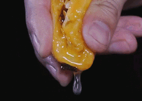 同样是大五星枇杷，四川米易枇杷几月成熟