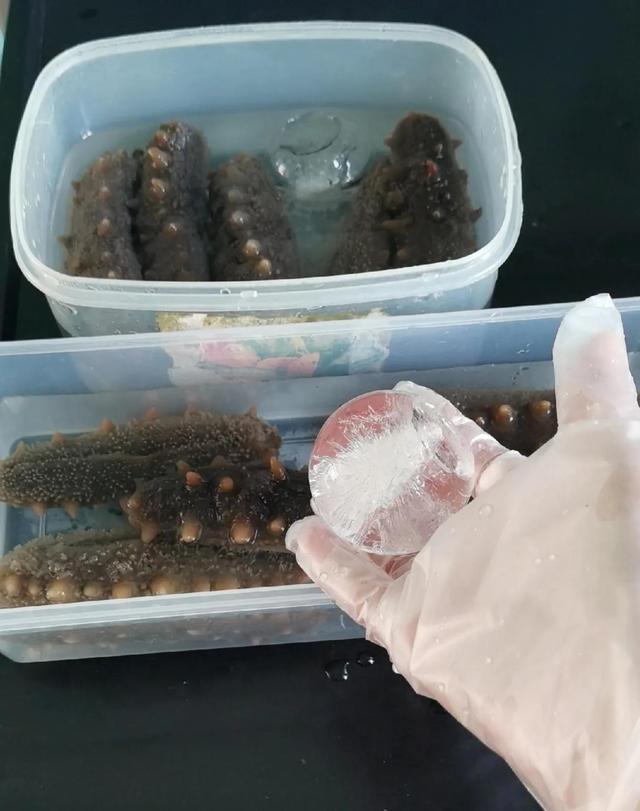 海参泡发的正确方法，泡发海参用对方法（快速泡发海参正确方法）