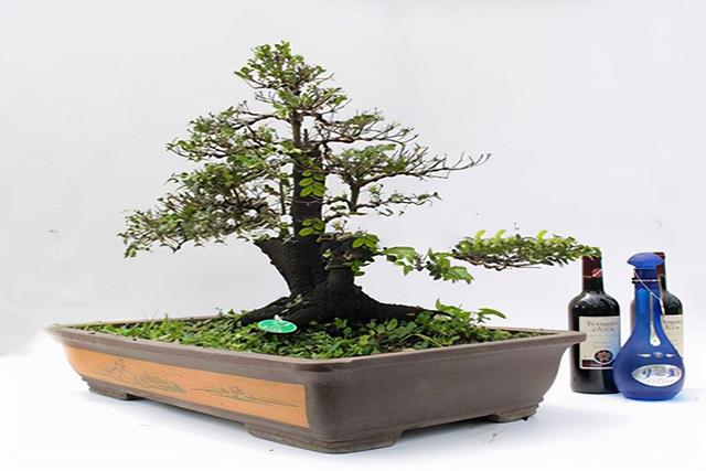 小叶紫檀盆景图片，小叶紫檀盆景养护技巧（盆景首选小叶紫檀）