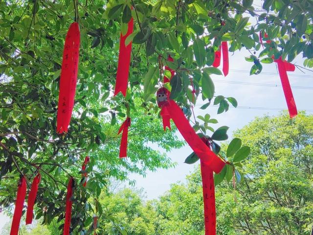 边牧和串串的狗哪个好养，毛毛宠城堡新宠