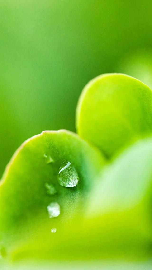 多种创意及超高清手机壁纸绿色，高清绿色系手机壁纸推荐