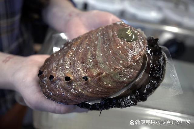 鲍鱼的养殖方法与管理，人工养殖鲍鱼技术