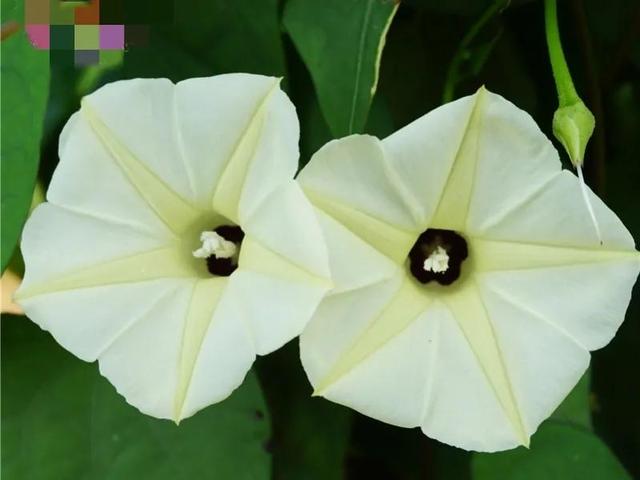 做梦也没想到牵牛花能开成这个样子，斗牛牛心脏（周公解梦：梦见这四种花草）