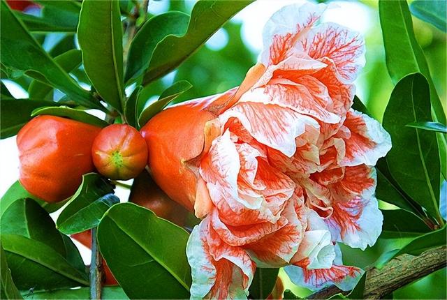 石榴品种哪种最好，什么品种的石榴好种（中国最好吃的石榴前五名）